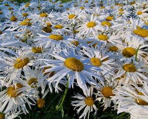 Leucanthemum maximum ‘Sweet Daisy Cher’