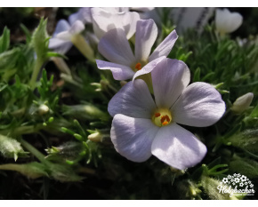 Phlox pulvinata