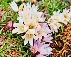 Edraianthus graminifolius ‘Niveus’