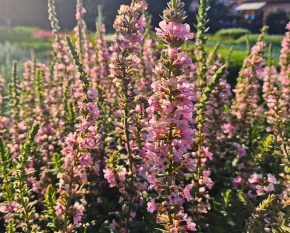 Lythrum salicaria ‘Blush’