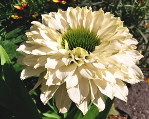 Echinacea ‘SunSeekers White’