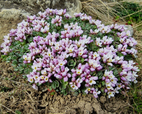 Aethionema oppositifolium