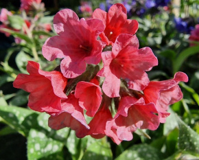 Pulmonaria ‘Shrimps on the Barbie’