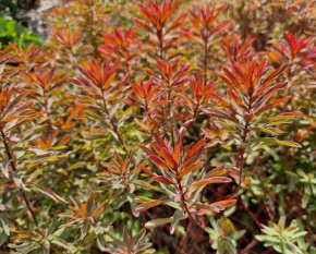 Euphorbia ‘Bonfire’