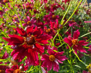Coreopsis verticillata ‘Ruby Red’