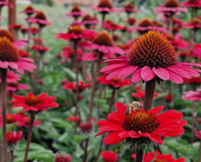 Echinacea ‘SunSeekers Scarlet’