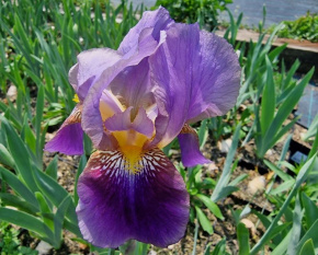 Iris germanica ‘Lent A. Williamson’