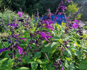 Salvia hybrida ‘Amistad’