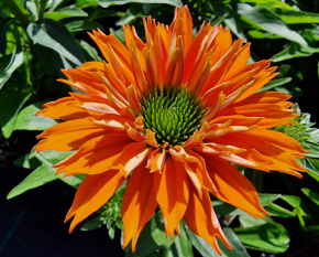 Echinacea ‘SunSeekers Mineola’