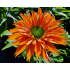 Echinacea ‘SunSeekers Mineola’