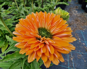 Echinacea ‘SunSeekers Pumpkin Pie’