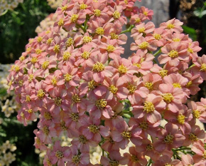 Achillea millefolium ‘Lachsschönheit’