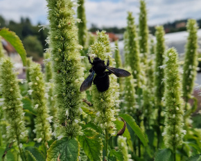 Agastache rugosa ‘Alabaster’