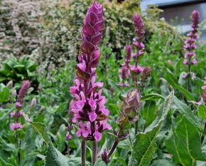 Salvia nemorosa ‘Caradonna Pink’