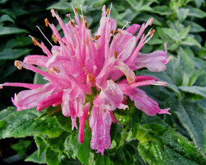 Monarda ‘Pink Frosting’
