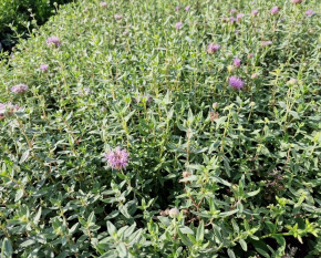 Monardella odoratissima