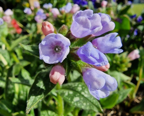 Pulmonaria angustifolia ‘Twinkle Toe’