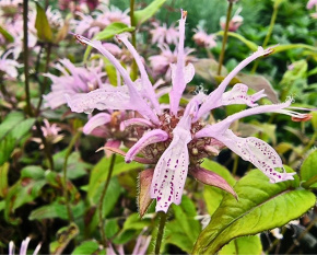 Monarda bradburiana