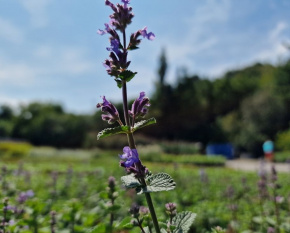 Nepeta ‘Cat´s Pajamas’