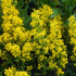 Solidago speciosa