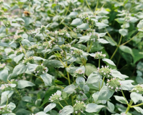 Pycnanthemum muticum