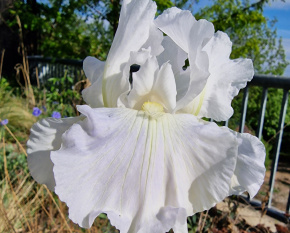 Iris ‘Die Braut’