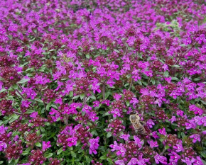 Thymus serpyllum ‘Red Carpet’