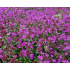 Thymus serpyllum ‘Red Carpet’