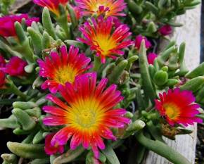Delosperma ‘Wheels of Wonder Salmon Pink’