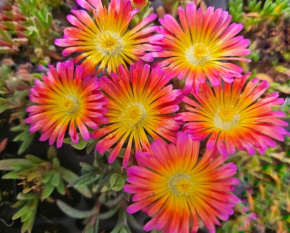Delosperma cooperi ‘Jewel of Desert Garnet’