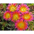 Delosperma cooperi ‘Jewel of Desert Garnet’