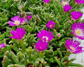 Delosperma ‘Wheels Of Wonder Purple’
