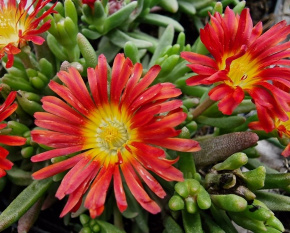 Delosperma ‘Wheels Of Wonder Fire’
