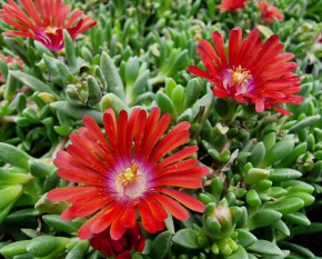 Delosperma ‘Sundella Red’