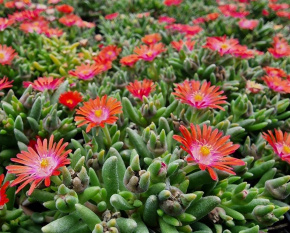 Delosperma ‘Eyes of Medusa’