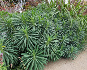 Euphorbia characias subsp. wulfenii
