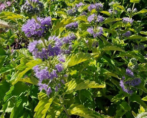 Caryopteris × clandonensis ‘Hint of Gold’