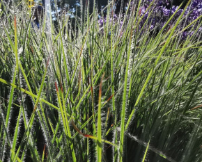 Schizachyrium scoparium ‘Ha Ha Tonka’