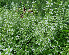 Calamintha nepeta ‘White Cloud’
