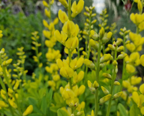 Baptisia sphaerocarpa 