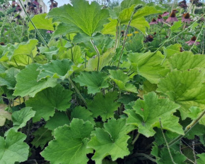 Heuchera villosa var. macrorrhiza