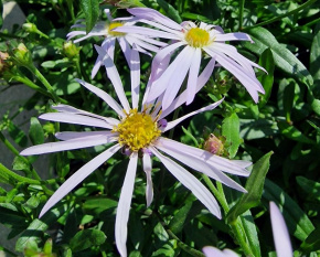 Aster pyrenaeus ‘Lutetia’