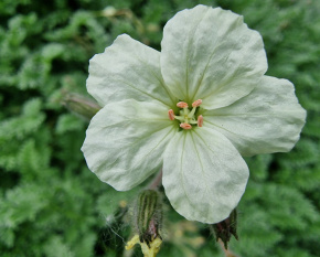 Erodium chrysanthum