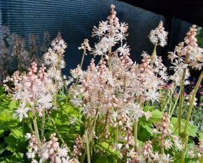 Tiarella cordifolia