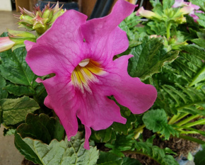 Incarvillea delavayi