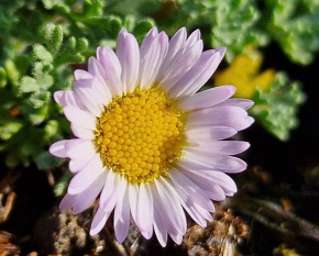 Erigeron vagus
