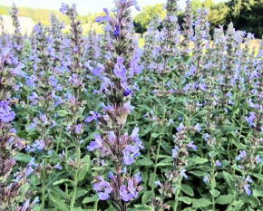 Nepeta grandiflora ‘Veluws Blauwtje’