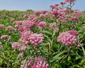 Asclepias incarnata ‘Soulmate’