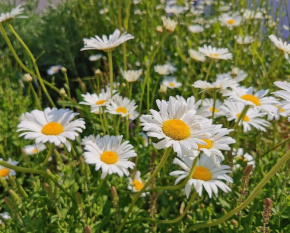 Leucanthemum vulgare