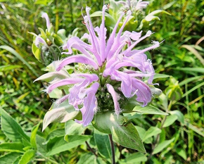 Monarda fistulosa x tetraploid